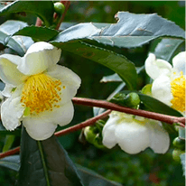 Camellia Sinensis